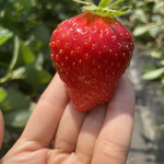 姫路ハートフル観光農園 - 