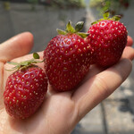 姫路ハートフル観光農園 - 