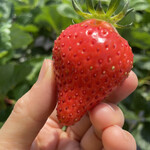 姫路ハートフル観光農園 - 