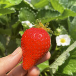 姫路ハートフル観光農園 - 