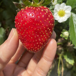 姫路ハートフル観光農園 - 