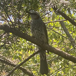 Pyrenees - 有鳥來到座位上。名字不詳。是一對情侶。