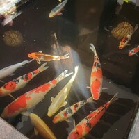 浅草むぎとろ 本店 - 