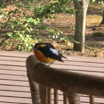 ミーシャン - 庭先に来ている小鳥のキジハタ。