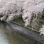 Élan - 目黒川の桜も満開。