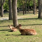 鹿屋 - 奈良公園の鹿。