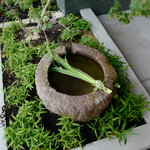 橦木町 しみず - 