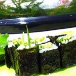 若葉鮨 - かっぱ巻き（サビ多め）