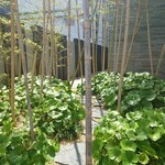 鮨 さかい - 竹を抜け