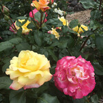 フードストアあおき - 