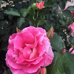 フードストアあおき - 