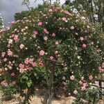 フードストアあおき - 