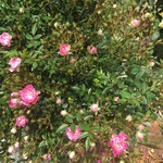 フードストアあおき - 