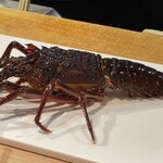 割鮮 入たに - 今日は伊勢海老をひとり１匹