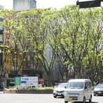 四季食菜　安田 - （おまけ）定禅寺通。ケヤキ並木、青葉の美しい季節！