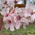 スカイパーク - 桜が！　残ってたんですよ〜5月なのにぃ。