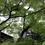 山ばな平八茶屋 - お庭