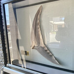 旬華咲兆 - 鮫尾鰭