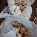 芳源ファーム パッキングセンター - 大きいのも買ってみたい