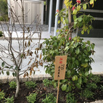 橦木町 しみず - 