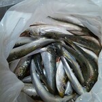 九十九里漁協直売場 おさかな新鮮大使 - イワシたち♪