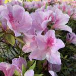 片折 - 金沢はつつじが満開です。