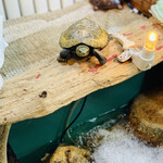 たこやき フレンド - 