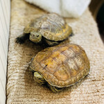 たこやき フレンド - 