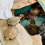 たこやき フレンド - 