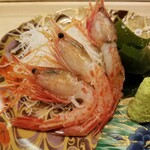 出羽鮨 - 活生車エビくん。