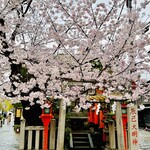 Gion Samboa - ◎祇園の辰巳神社の満開の桜。