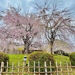 Gion Samboa - ◎与謝野晶子も愛でたという有名な円山公園のしだれ桜