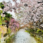 Inoda Kohi - ◎祇園巽橋から眺める白川の桜。人気スポット❗️