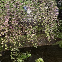 祇園みかく - 