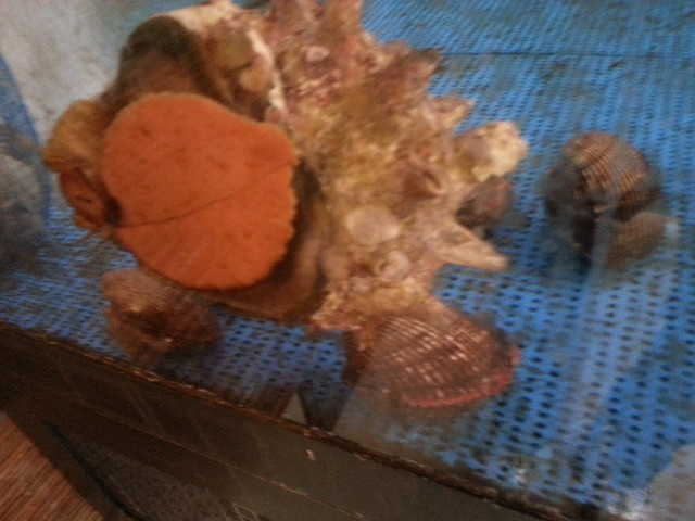 Imaike Yatai Sushi photo 3