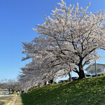 茶房いせはん - 【2022年04月】近隣の鴨川を散策、立派な桜が咲いております。