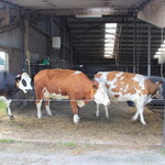 Boerderijcamping de Gèskieker - 