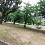 デリカップ - 錦糸公園内の風景　その３