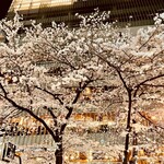 御料理 めなみ - ◎木屋町高瀬川沿いの夜桜