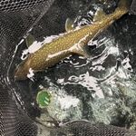 トンカツ 浅井 - レイクトラウト