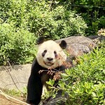 上野動物園 カフェカメレオン - 父リーリー「こんにちは」