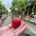 伊豆長岡いちご狩りセンター - 