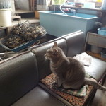 中西かき焼 - 隣の作業場にいる猫ちゃん