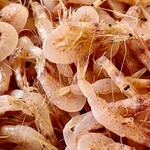 カネヒデ小林商店 - プツッと口の中で潰すと甘海老より甘いんじゃないかと