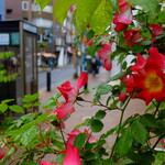 北京飯店 - 雨の新宿裏通り