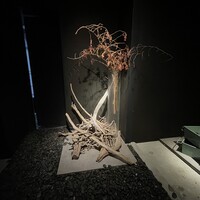 米沢牛上杉 銀座本店 - 