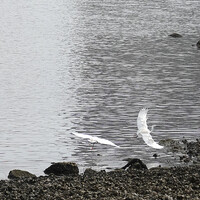 シースケープ テラス・ダイニング - 撮れてた！信じられない激写