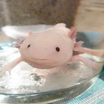 呑家 - マスコットのジャスミンちゃん♡