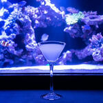 Diving shop & Bar FIRST STAGE - ホワイトレディー