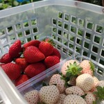 카루이자와 가덴팜 이치고엔 - 